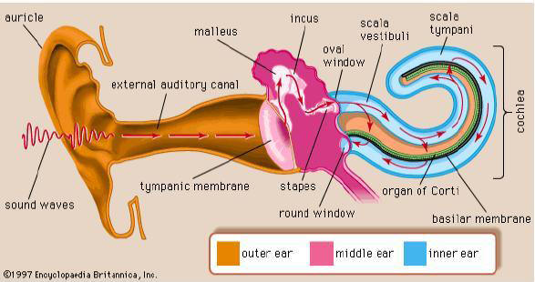 Diagram of a human ear