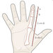 Hand Graphic: Different Proportions